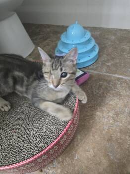 Foxy -  Domestic Short Hair Cat for Adoption in Glendale, Arizona - Foxy | PetCurious