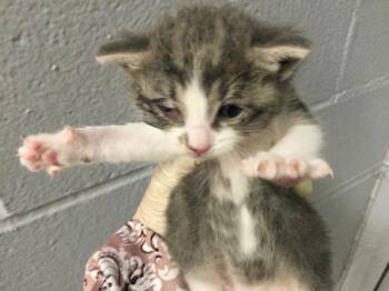 PLUMERIA -  Domestic Short Hair Cat for Adoption in Thousand Palms, California - PLUMERIA | PetCurious