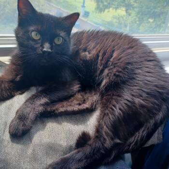 Domestic Short Hair Cats Available for Adoption in Evanston, Illinois - Crepe | PetCurious