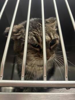 Sir Nugget (at Smitten Kitten) -  Domestic Short Hair Cat for Adoption in Fishers, Indiana - Sir Nugget (at Smitten Kitten) | PetCurious