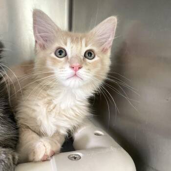 Alka Seltzer -  Domestic Medium Hair Cat for Adoption in Carencro, Louisiana - Alka Seltzer | PetCurious