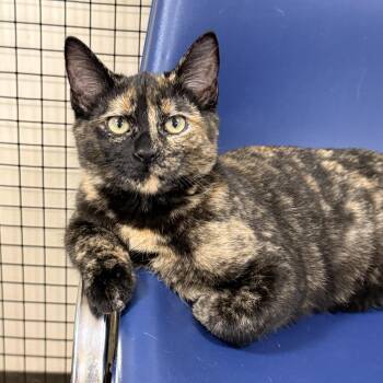 Taz -  Tortoiseshell Cat for Adoption in Collierville, Tennessee - Taz | PetCurious