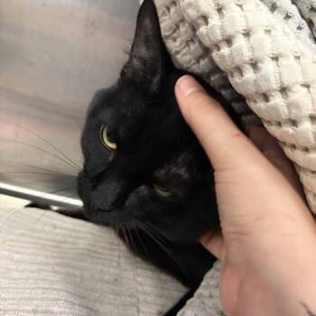Frederick -  Domestic Medium Hair Cat for Adoption in Pittsburgh, Pennsylvania - Frederick | PetCurious