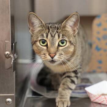 Rescue Domestic Short Hair Cats for Adoption in Goleta, California - Dream | PetCurious