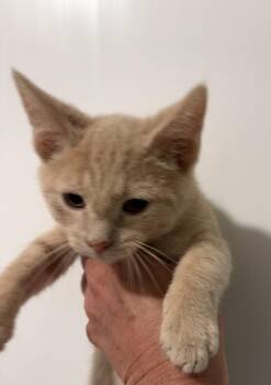 Marv -  Domestic Medium Hair Cat for Adoption in Sanford, North Carolina - Marv | PetCurious