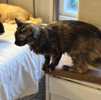 Clementine (& Geoffrey) -  Domestic Medium Hair Cat Available for Adoption in Castro Valley, California - Clementine (& Geoffrey) | PetCurious