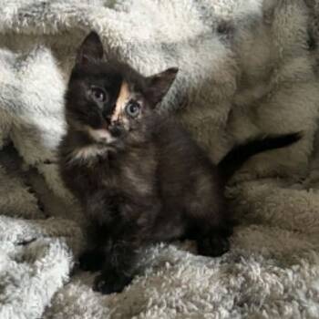 Piper -  Domestic Short Hair Cat for Adoption in Beulaville, North Carolina - Piper | PetCurious