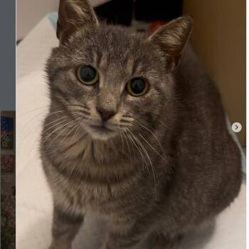 Mabel -  Domestic Short Hair Cat Available for Adoption in New York, New York - Mabel | PetCurious