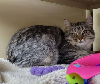 Domestic Medium Hair Cats Available for Adoption in Portage, Wisconsin - Pickertail | PetCurious