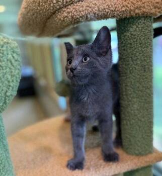 Hector -  Domestic Short Hair Cat for Adoption in Midland, Virginia - Hector | PetCurious