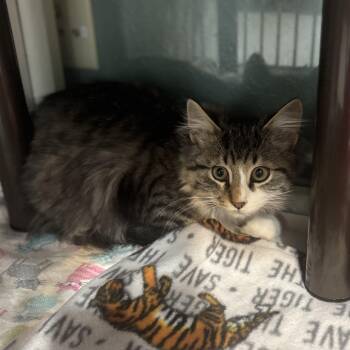 Boone -  Domestic Medium Hair Cat for Adoption in Hutchinson, Minnesota - Boone | PetCurious
