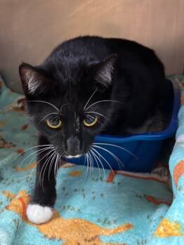 Rescue Domestic Short Hair Cats for Adoption in Fall River, Massachusetts - Piata | PetCurious