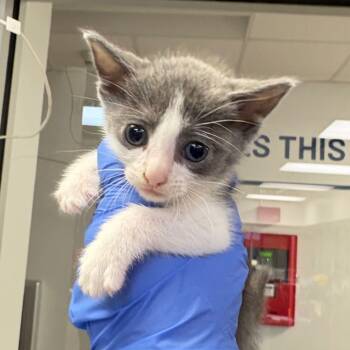 Rescue Domestic Short Hair Cats for Adoption in Columbus, Georgia - Walmart | PetCurious