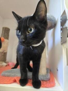 Jazper -  Domestic Short Hair Cat for Adoption in Erin, Ontario - Jazper | PetCurious