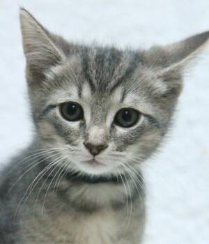 Domestic Short Hair Cats Available for Adoption - Austin | PetCurious