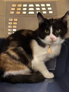 Domestic Short Hair Cats Available for Adoption - Minnie | PetCurious
