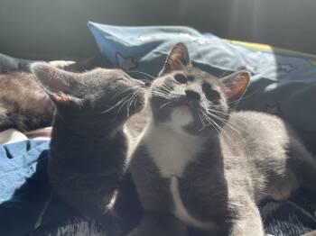 Kittitas and Salish -  Domestic Short Hair Cat for Adoption in Seattle, Washington - Kittitas And Salish | PetCurious
