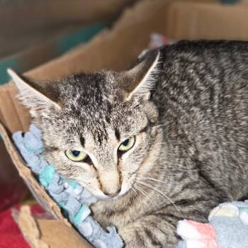 Rescue Domestic Short Hair Cats for Adoption in Oneonta, New York - Pickles | PetCurious