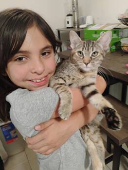 Lily ( Kat) -  Tabby Cat for Adoption in Vacaville, California - Lily ( Kat) | PetCurious