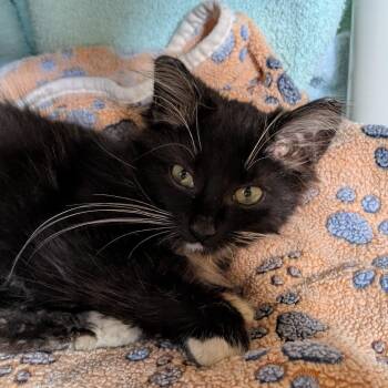 Newfane -  Domestic Medium Hair Cat for Adoption in Chicago, Illinois - Newfane | PetCurious