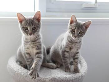 Katara & Sokka -  Domestic Short Hair Cat for Adoption in Montreal, Quebec - Katara & Sokka | PetCurious
