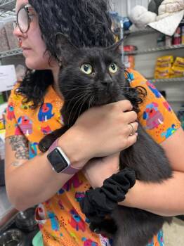Mimi -  Domestic Short Hair Cat for Adoption in Greensburg, Indiana - Mimi | PetCurious