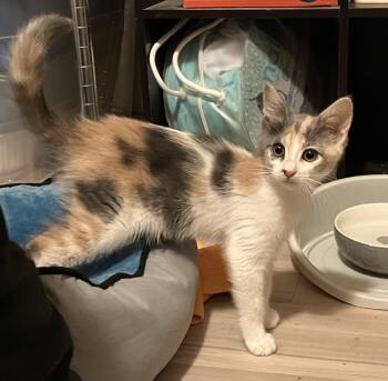 Minnie -  Dilute Tortoiseshell Cat for Adoption in Crockett, California - Minnie | PetCurious