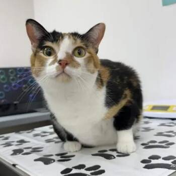 Domestic Short Hair Cats Available for Adoption - Pancake | PetCurious
