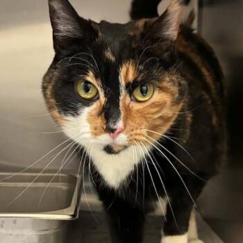 HoneyBun -  Domestic Short Hair Cat for Adoption in Granby, Missouri - HoneyBun | PetCurious