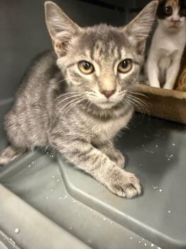 Bud -  Domestic Short Hair Cat for Adoption in Thousand Oaks, California - Bud | PetCurious