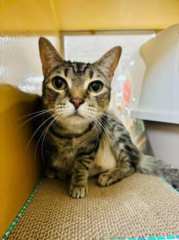 Mouse -  Domestic Short Hair Cat Available for Adoption in Mansfield, Texas - Mouse | PetCurious
