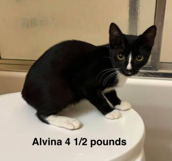 Alvina -  Domestic Short Hair Cat for Adoption in Mount Pleasant, Texas - Alvina | PetCurious