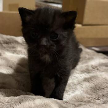 Olive -  Domestic Medium Hair Cat for Adoption in Jefferson City, Tennessee - Olive | PetCurious