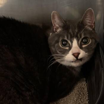 Domestic Short Hair Cats Available for Adoption - Titan | PetCurious