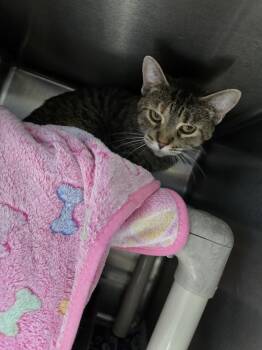 Trix -  Domestic Short Hair Cat for Adoption in Evansville, Indiana - Trix | PetCurious