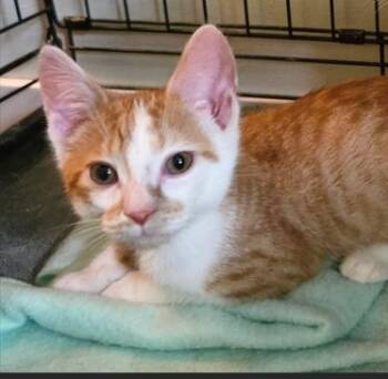 Rescue Domestic Short Hair Cats for Adoption in Yorktown, Indiana - Toffee | PetCurious