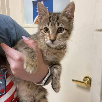 Taz -  Domestic Short Hair Cat for Adoption in Monroe, Louisiana - Taz | PetCurious