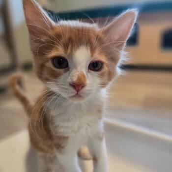 Kumquat -  Domestic Long Hair Cat for Adoption in Durango, Colorado - Kumquat | PetCurious