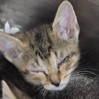 Kylo -  Domestic Short Hair Cat for Adoption in Newark, New Jersey - Kylo | PetCurious