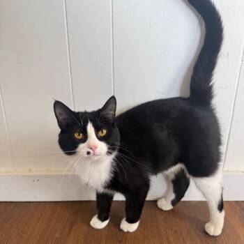 Renny -  Domestic Short Hair Cat for Adoption in Medina, Ohio - Renny | PetCurious
