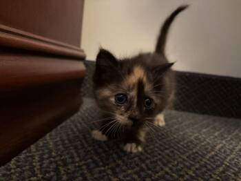 Delphinium -  Domestic Short Hair Cat for Adoption in Virginia Beach, Virginia - Delphinium | PetCurious
