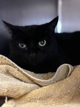 Domestic Short Hair Cats Available for Adoption in Lima, Ohio - Kiva- | PetCurious