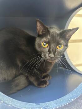 Domestic Long Hair Cats Available for Adoption in Johnson City, Tennessee - Winnie (Spring) | PetCurious