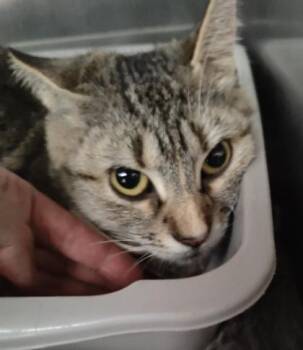 Virginia -  Domestic Short Hair Cat for Adoption in Lafayette, Indiana - Virginia | PetCurious