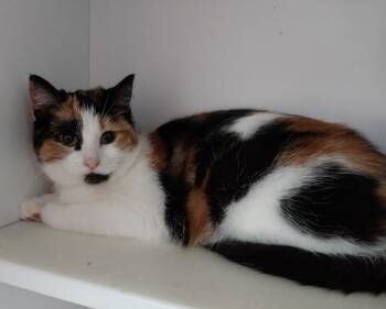 Domestic Short Hair Cats Available for Adoption - Lillith * IN FOSTER * | PetCurious