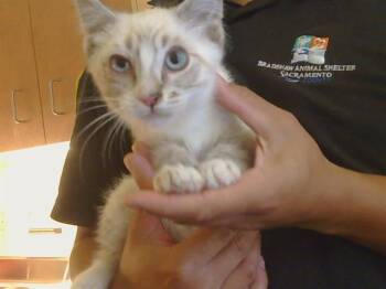 PERRIER -  Domestic Short Hair Cat for Adoption in Sacramento, California - PERRIER | PetCurious
