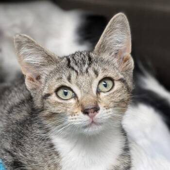 Riven -  Domestic Short Hair Cat for Adoption in Seattle, Washington - Riven | PetCurious