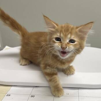 Dorito -  Domestic Long Hair Cat for Adoption in Hannibal, Missouri - Dorito | PetCurious