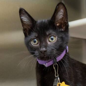 LILO -  Domestic Short Hair Cat for Adoption in St. Louis, Missouri - LILO | PetCurious