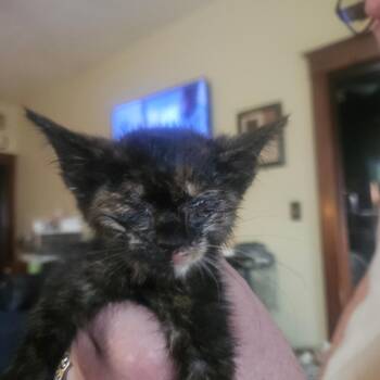 Lacey -  Domestic Short Hair Cat for Adoption in Ringtown, Pennsylvania - Lacey | PetCurious